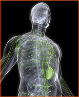 Lymphatic Drainage Lymphatic Drainage Image